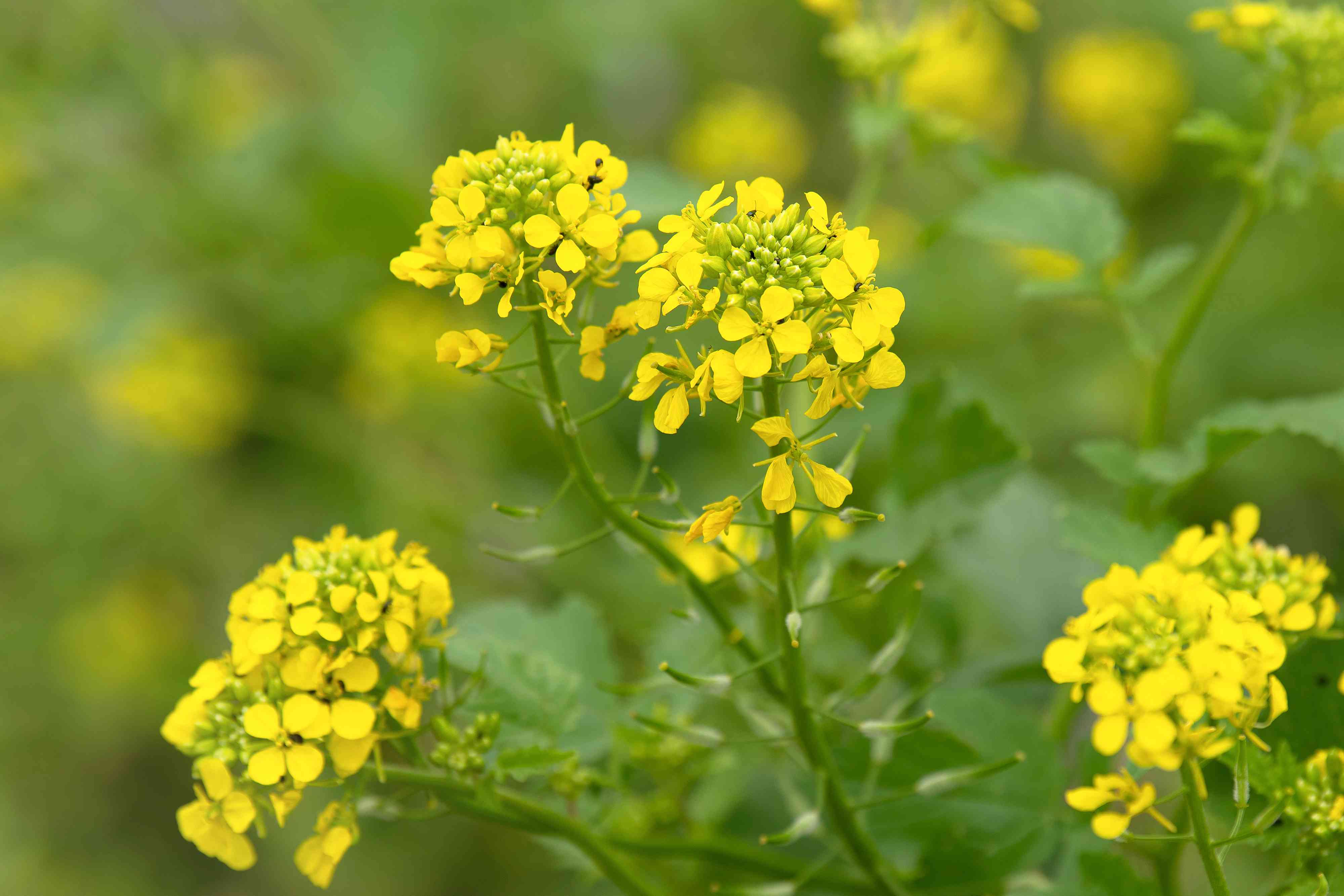 Mustard Crop
