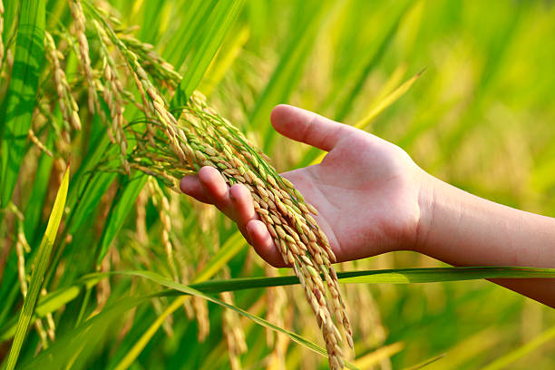 Paddy Rice Crop